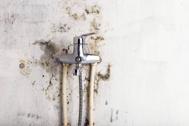 Best Certified Mold Removal  in Dekal, IL