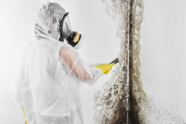 Best Toxic Mold Removal  in Dekal, IL