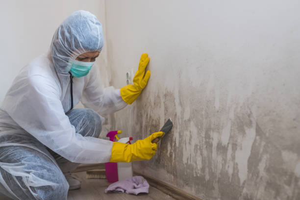 Home Mold Removal in Dekal, IL