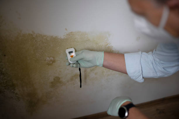 Best Home Mold Removal  in Dekal, IL