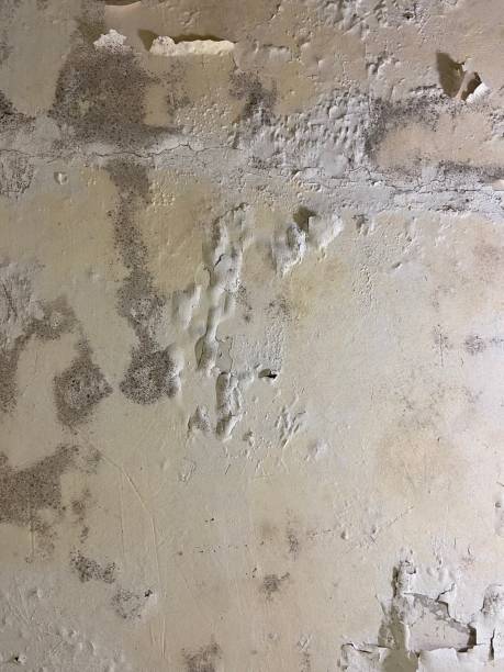 Best Emergency Mold Removal  in Dekal, IL