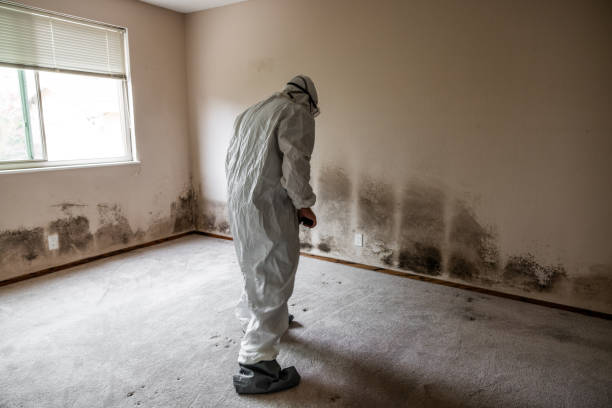 Professional Mold Removal in Dekal, IL