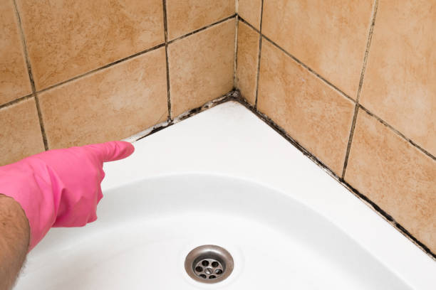 Best Fast Mold Removal  in Dekal, IL