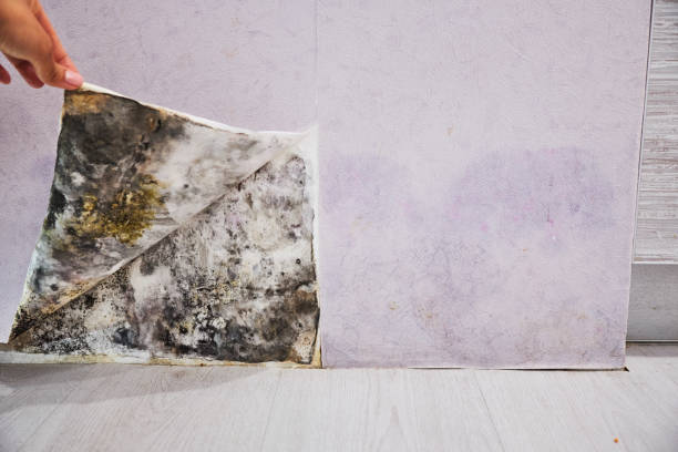 Best Office Mold Removal Services  in Dekal, IL